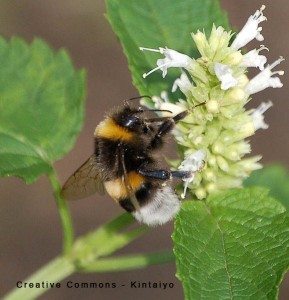 579px-Bumblebee_Hummel